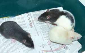 Rattenkinder 1