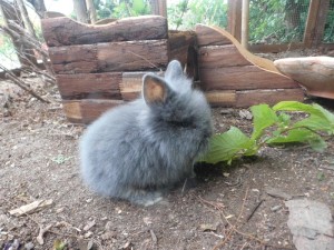 5-15 Weilandt-Kaninchen 2
